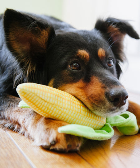 pet-play-jouet-pour-chien-mais