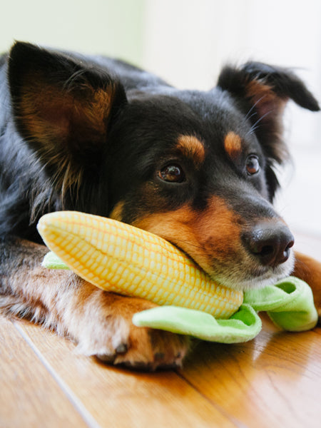 pet-play-jouet-pour-chien-mais