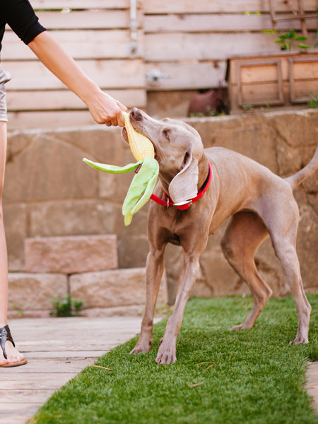 pet-play-jouet-pour-chien-ethique