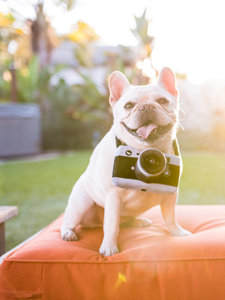 pet-play-jouet-pour-chien-appareil-photo
