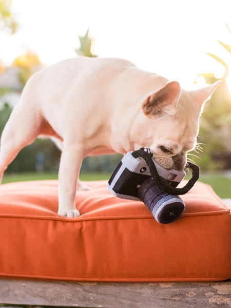 pet-play-jouet-pour-chien-ecologique-appareil-photo