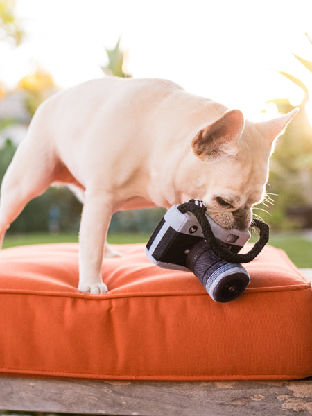 pet-play-jouet-pour-chien-ecologique-appareil-photo