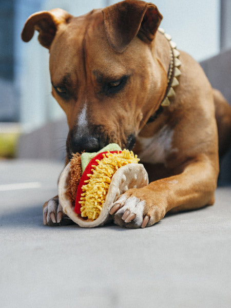 pet-play-jouet-pour-chien-tacos
