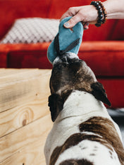     petplay-peluche-ecofriendly-pour-chien-tongue