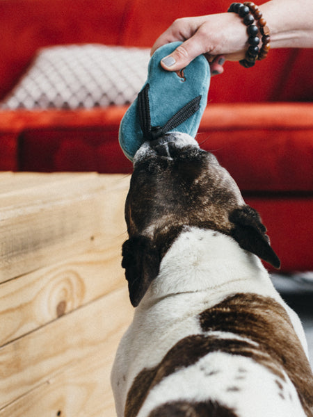     petplay-peluche-ecofriendly-pour-chien-tongue