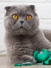     petstage-jouet-pour-chat-Toss-N-Dangle-Frog