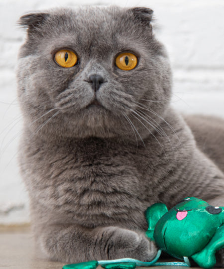     petstage-jouet-pour-chat-Toss-N-Dangle-Frog
