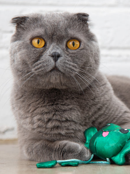     petstage-jouet-pour-chat-Toss-N-Dangle-Frog