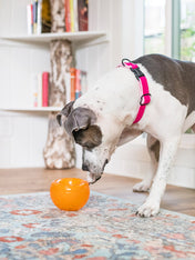 planet-dog-jouet-interactif-occupation-chien-snoop-orbee-tuff