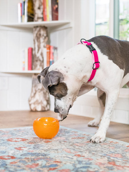 planet-dog-jouet-interactif-occupation-chien-snoop-orbee-tuff