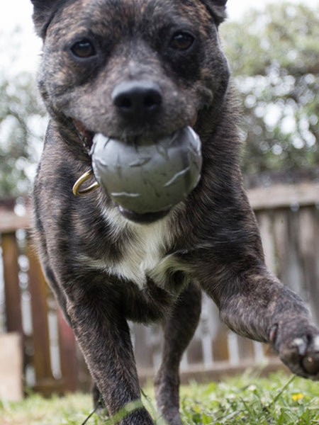 planet-dog-jouet-pour-chien-resistant-eco-friendly-durable-naturel-balle-diamon-plate