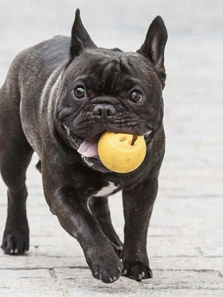 Jouets pour chien > Balles, frisbee, jouet distributeur > Balle alvéolée  cache friandises MINI par JW : Albert le chien