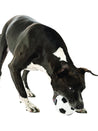 planet-dog-jouet-pour-chien-resistant-eco-friendly-durable-naturel-ballon-football