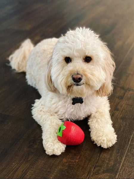 planet-dog-jouet-resistant-eco-friendly-durable-naturel-fraise