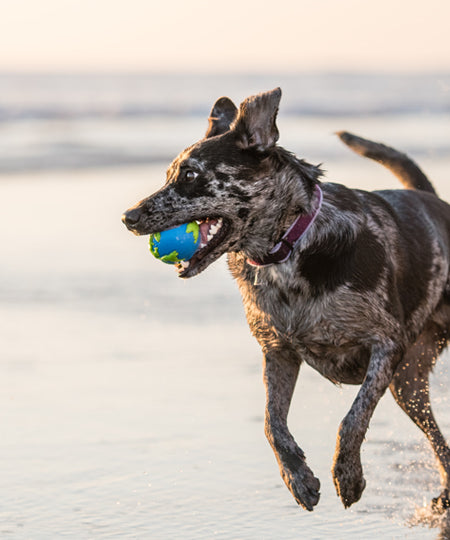 planet-dog-jouet-resistant-eco-friendly-durable-naturel-planete