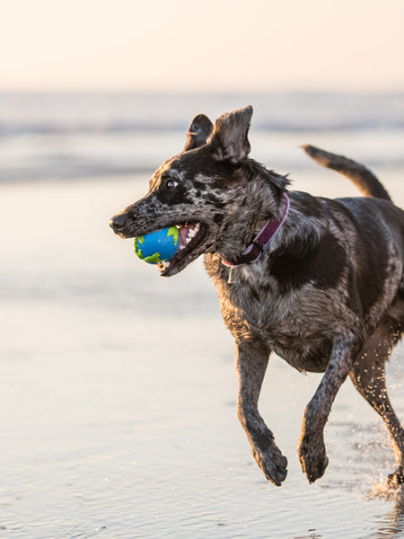 planet-dog-jouet-resistant-eco-friendly-durable-naturel-planete