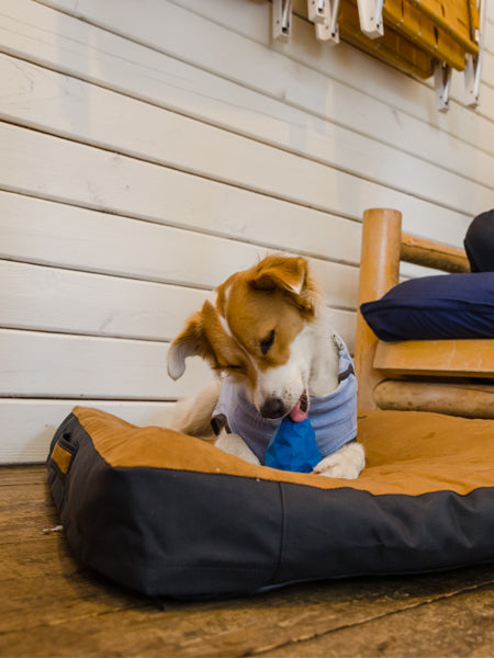       ruffwear-jouet-resistant-eco-friendly-durable-naturelgnawt-a-cone-bleu