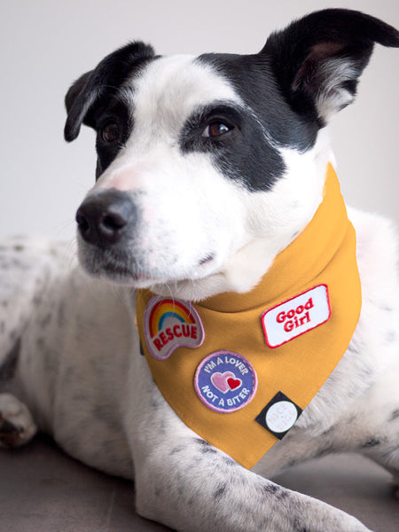     scout_s-honour-patch-thermocollant-pour-chien-rescue