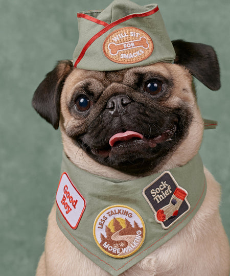     scout_s-honour-patch-thermocollant-pour-chien-good-boy
