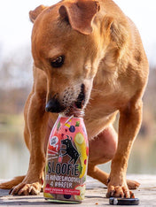     sloofie-smoothie-pour-chien-fruits-rouges-veggie