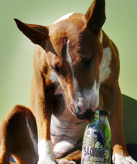    sloofie-smoothie-pour-chien-green-meat-veggie