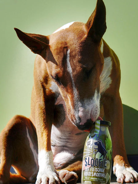    sloofie-smoothie-pour-chien-green-meat-veggie