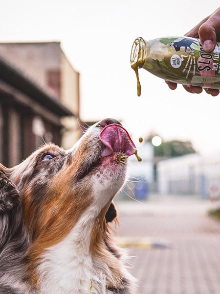    sloofie-smoothie-pour-chien-green-meat-veggie