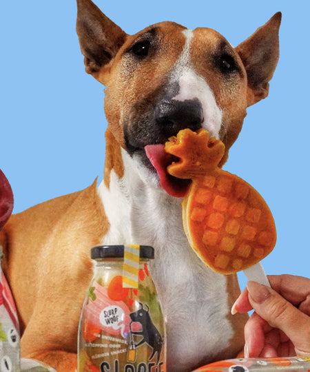       sloofie-smoothie-pour-chien-tropical