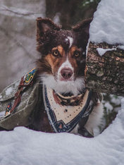     the-landmark-project-bandana-pour-chien-Appalachian-Animals