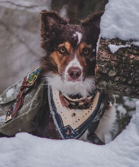     the-landmark-project-bandana-pour-chien-Appalachian-Animals