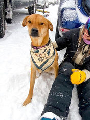     the-landmark-project-bandana-pour-chien-Appalachian-Animals