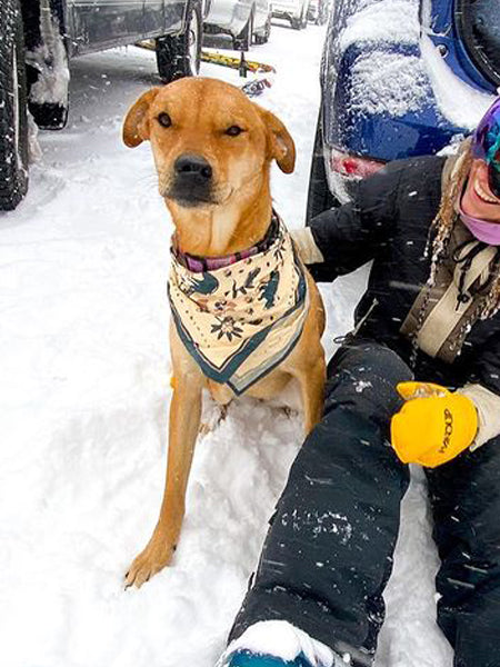    the-landmark-project-bandana-pour-chien-Appalachian-Animals