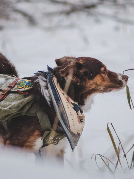     the-landmark-project-bandana-pour-chien-Appalachian-Animals