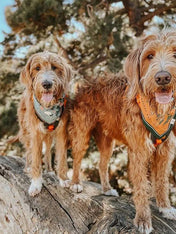     the-landmark-project-bandana-pour-chien-Northwest-Wildlife