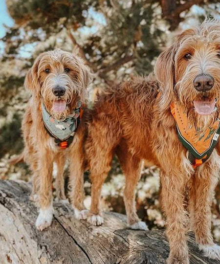     the-landmark-project-bandana-pour-chien-Northwest-Wildlife