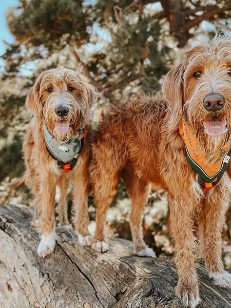     the-landmark-project-bandana-pour-chien-Northwest-Wildlife