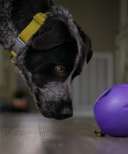       west-paw-Rumbl-jouet-ecologique-naturel-pour-chien-resistant-violet