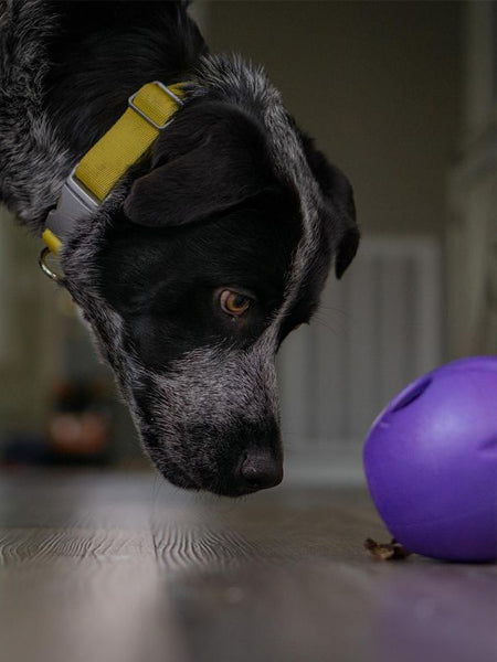      west-paw-Rumbl-jouet-ecologique-naturel-pour-chien-resistant-violet