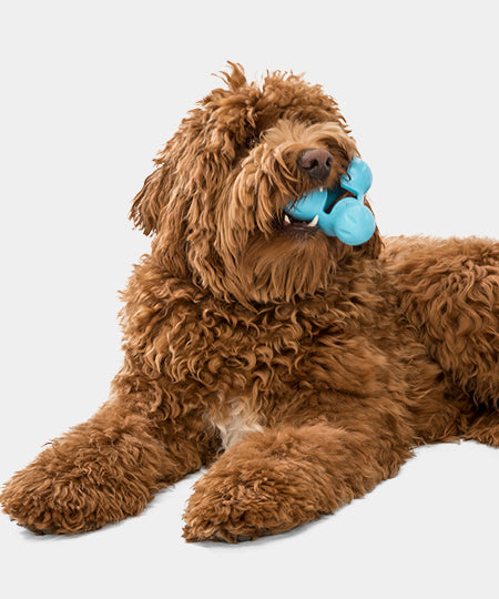        west-paw-Tux-jouet-a-garnir-fourrer-ecologique-naturel-pour-chien-bleu