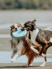       west-paw-frisbee-zisc-chien-ecologique-bleu
