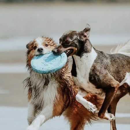       west-paw-frisbee-zisc-chien-ecologique-bleu