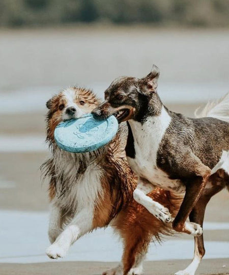       west-paw-frisbee-zisc-chien-ecologique-bleu