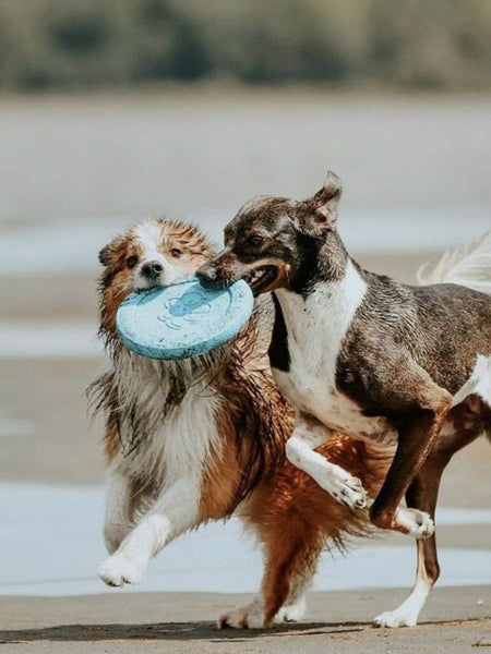       west-paw-frisbee-zisc-chien-ecologique-bleu