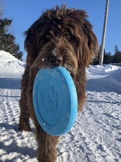       west-paw-frisbee-zisc-chien-ecologique-bleu