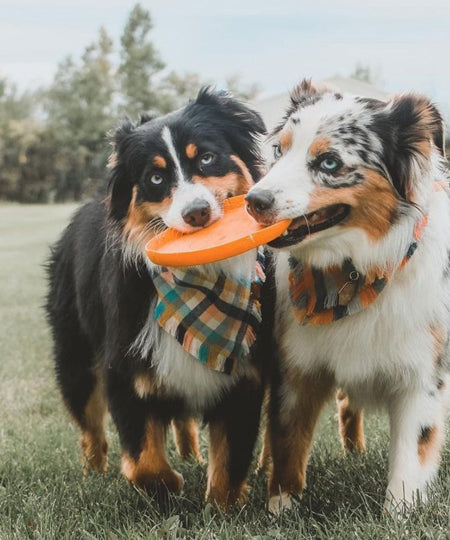    west-paw-frisbee-zisc-chien-ecologique-orange