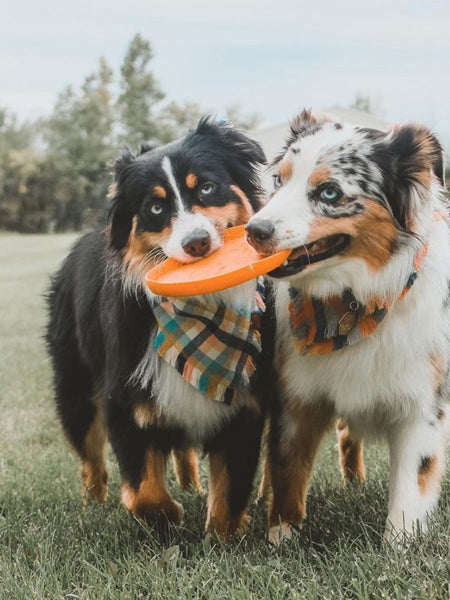    west-paw-frisbee-zisc-chien-ecologique-orange