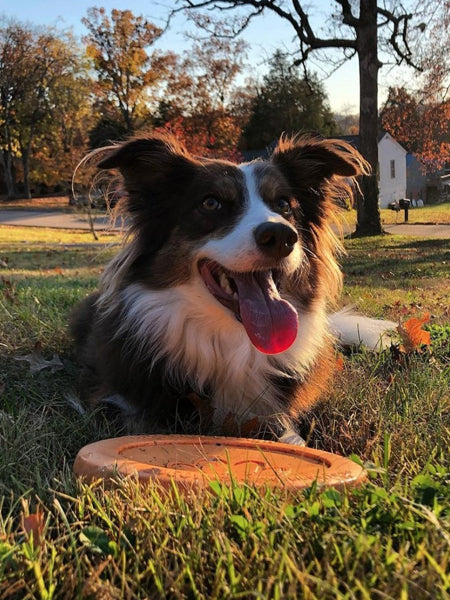    west-paw-frisbee-zisc-chien-ecologique-orange