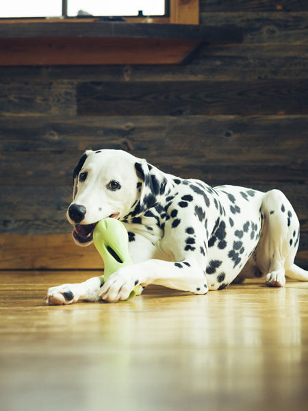 west-paw-jouet-ecologique-naturel-chien-qwizl-zogoflex-puzzle-interactif
