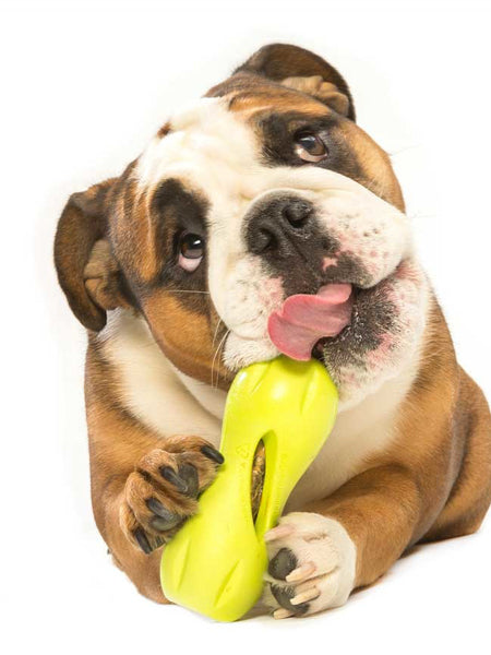 west-paw-jouet-ecologique-naturel-chien-qwizl-zogoflex-puzzle-interactif