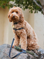 Distributeur de sacs à crottes pour chien - Vert - Wildebeest